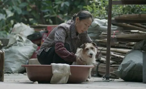 《错位》小狗花椒最后怎么样了?小狗花椒结局